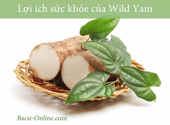 Lợi ích sức khỏe của Wild Yam