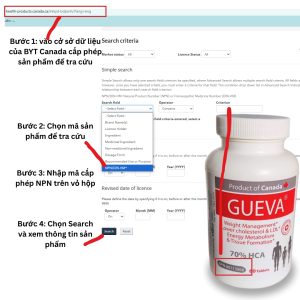 GUEVA - HƯỚNG DẪN TRA CỨU