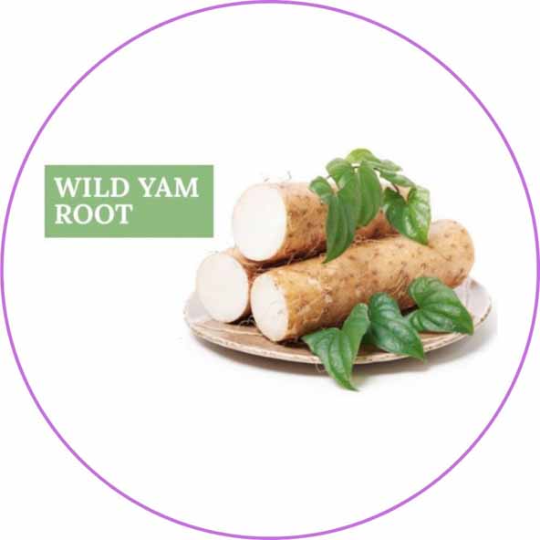 Mexican Wild Yam