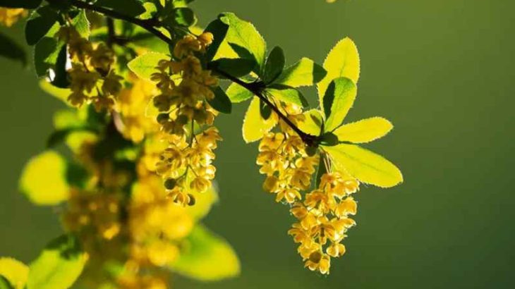 Berberine