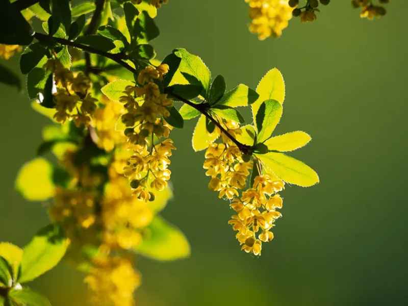 Berberine