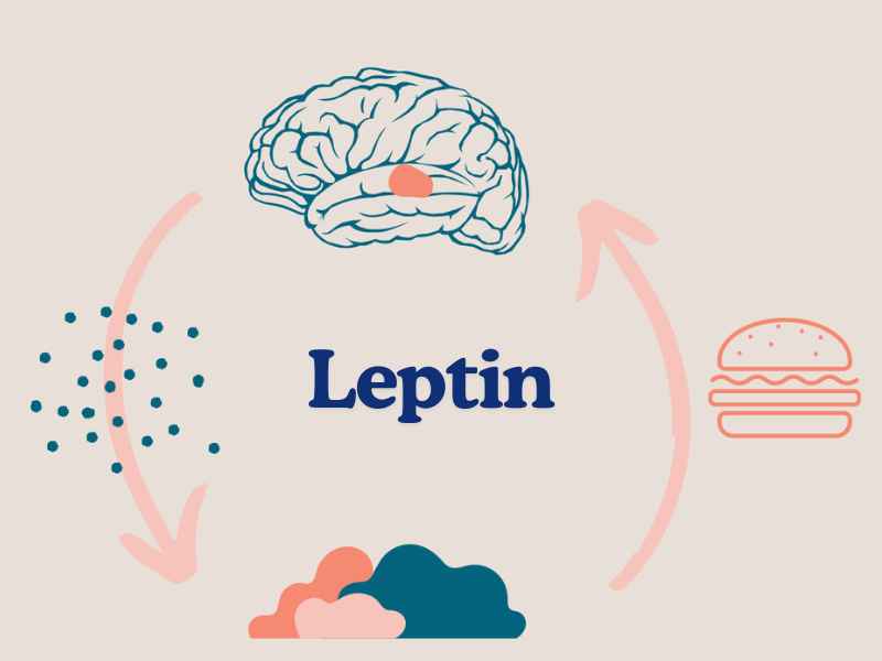 Leptin